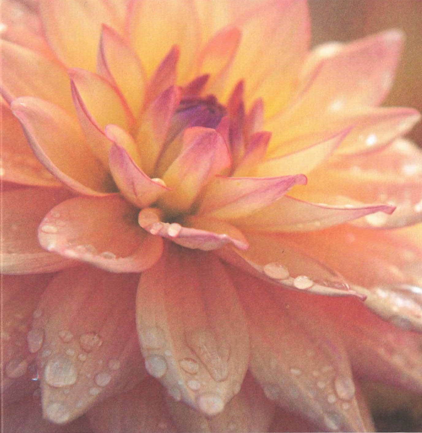 Flowers 4 You - doble 12x12cm