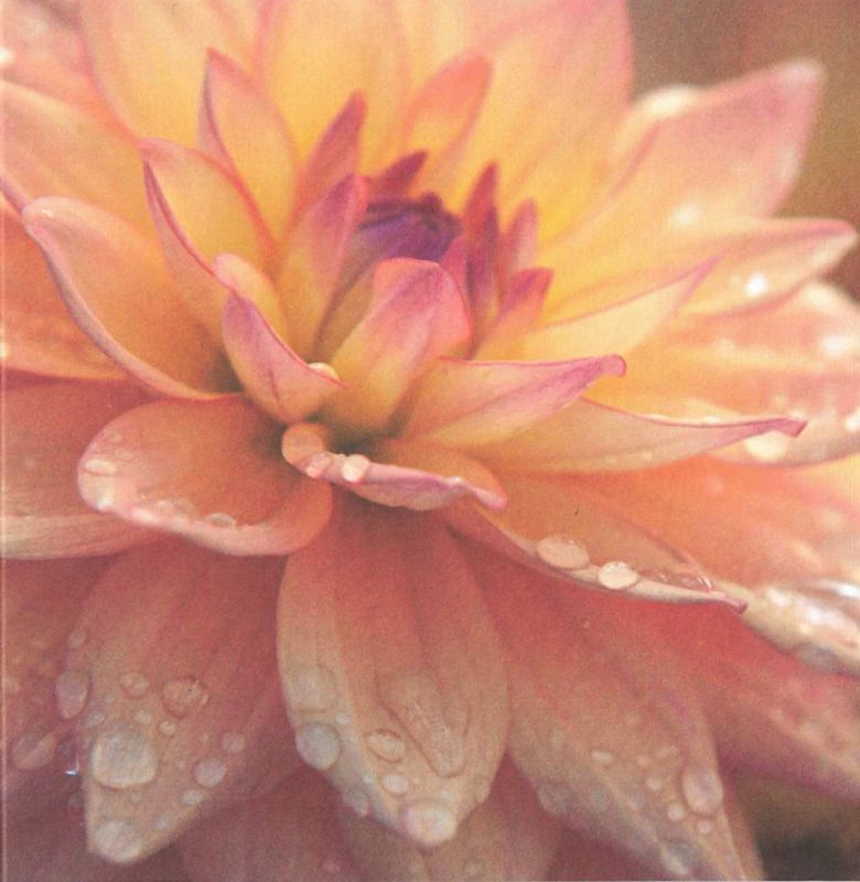 Flowers 4 You - doble 12x12cm