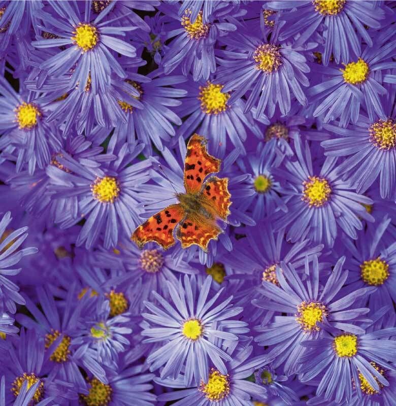 Flowers 4 You - doble 12x12cm