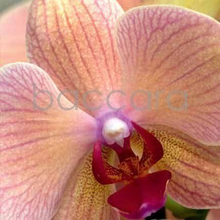 Flowers 4 you 12x12 cm