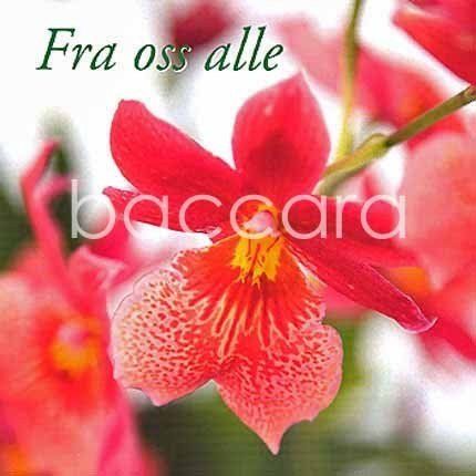 Flowers 4 you 12x12 cm