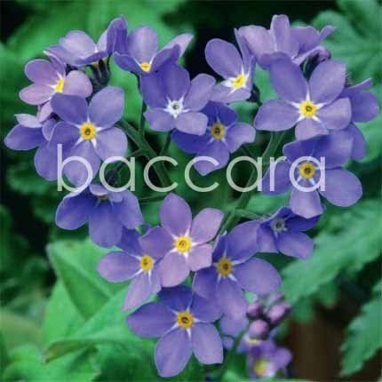 Flowers 4 you 12x12 cm