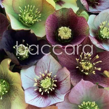 Flowers 4 you 12x12 cm