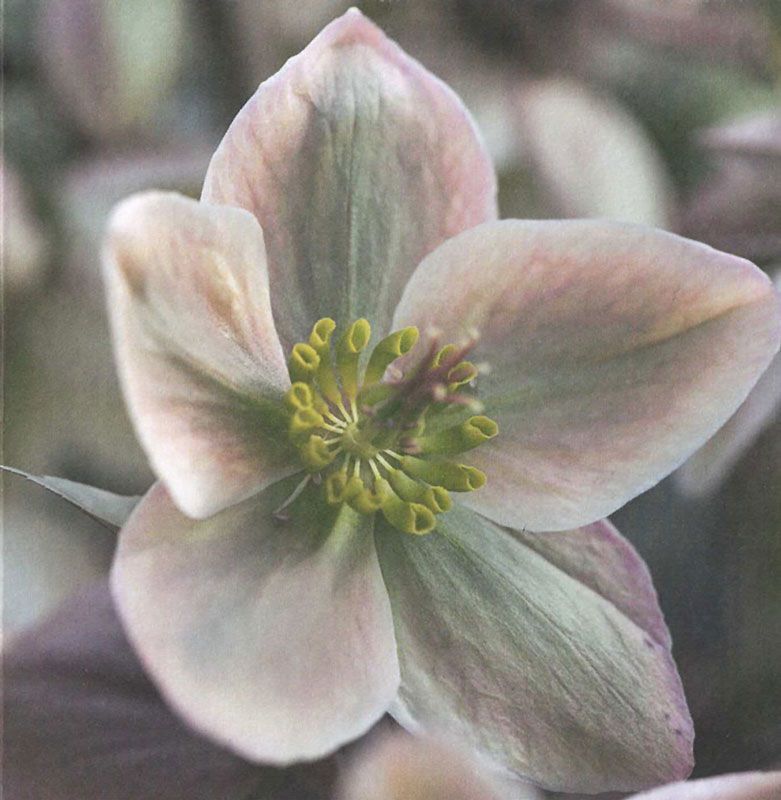 Flowers 4 You - doble 12x12cm