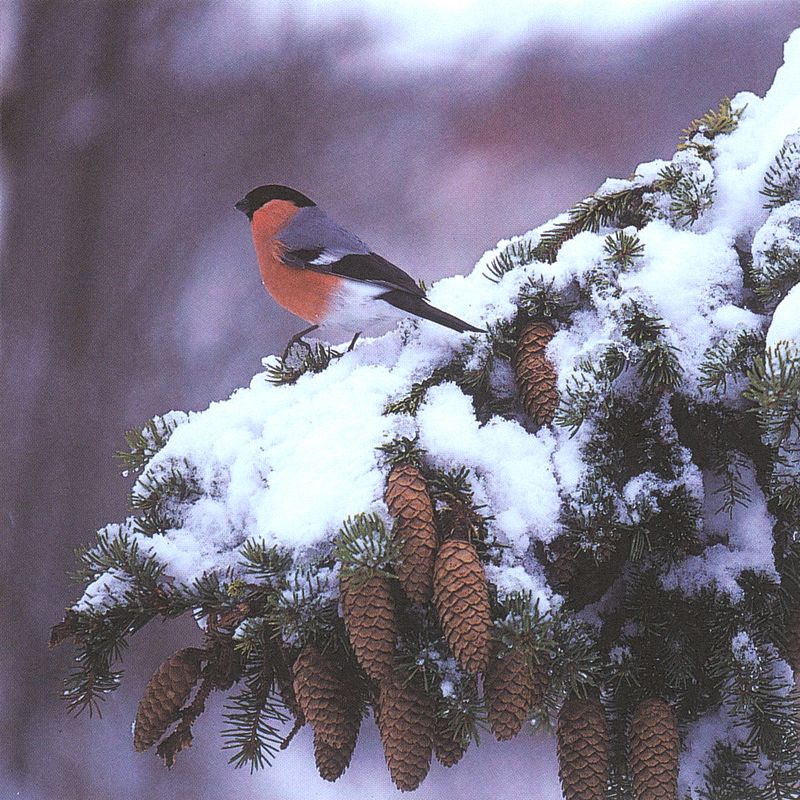 Flowers 4 you 12x12 cm