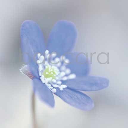 Flowers 4 you 12x12 cm