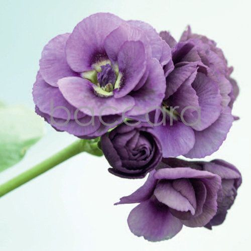 Flowers 4 you 12x12 cm