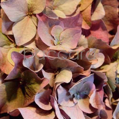 Flowers 4 you 12x12 cm