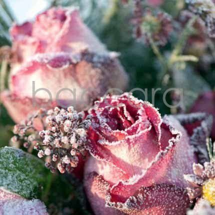 Flowers 4 you 12x12 cm