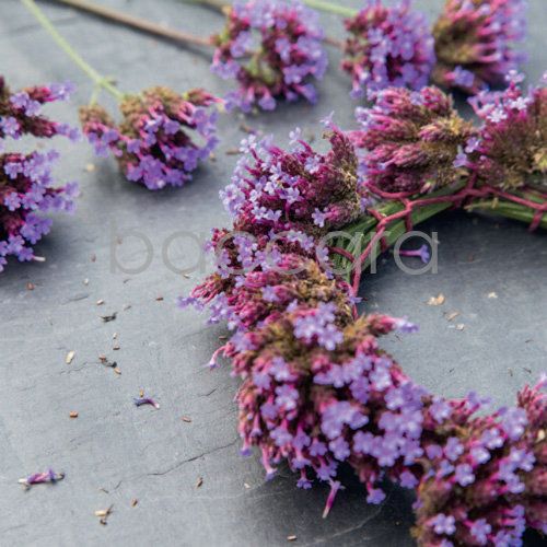 Flowers 4 you 12x12 cm