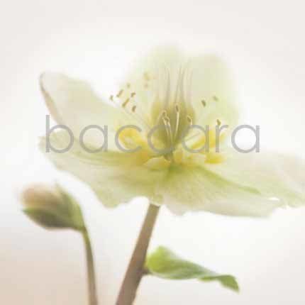 Flowers 4 you 12x12 cm