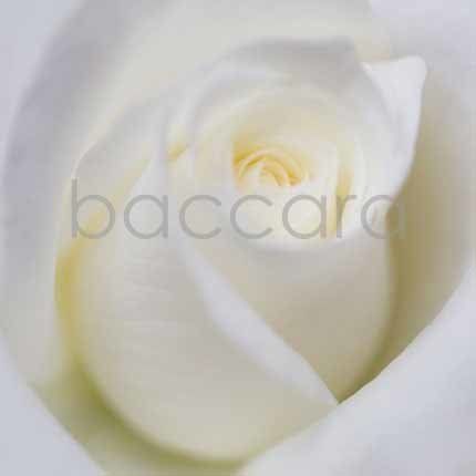 Flowers 4 you 12x12 cm