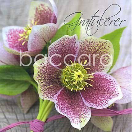 Flowers 4 you 12x12 cm