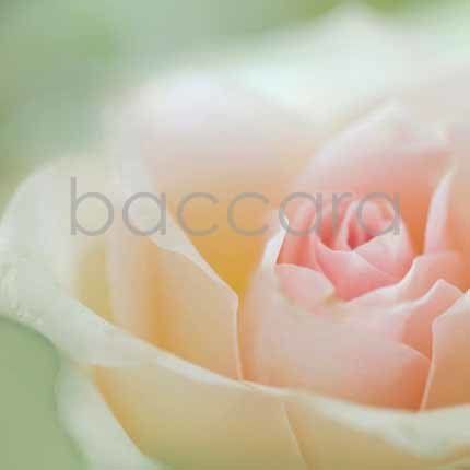 Flowers 4 you 12x12 cm