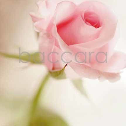 Flowers 4 you 12x12 cm