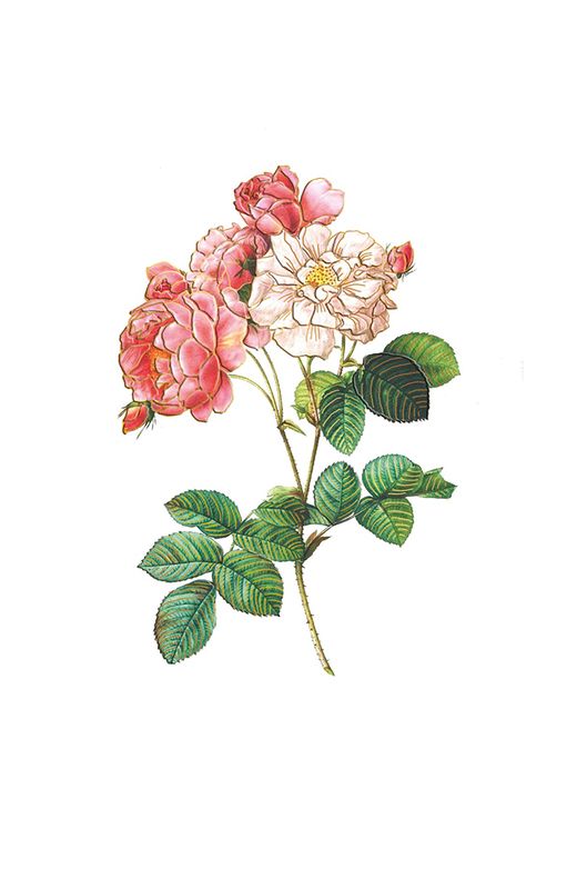 Editions Desastre ICONES