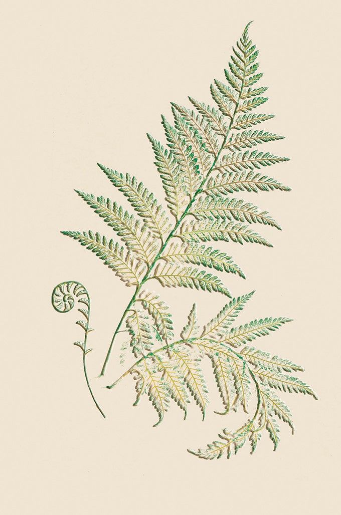 Editions Desastre ICONES