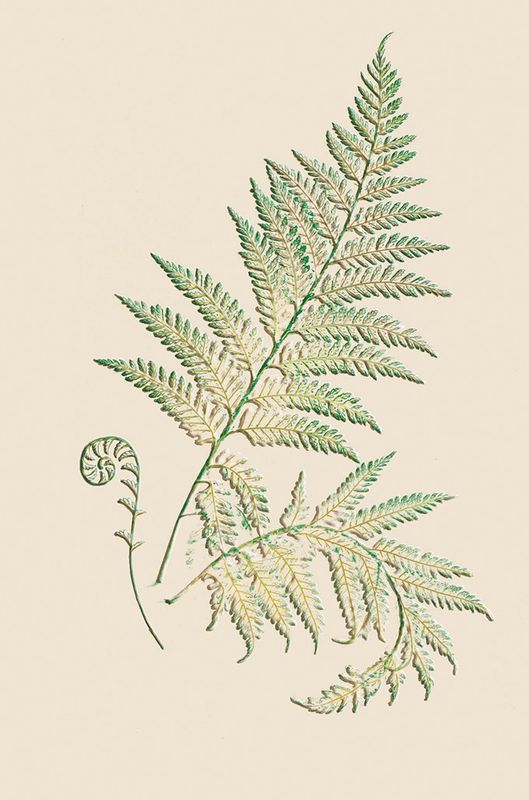 Editions Desastre ICONES