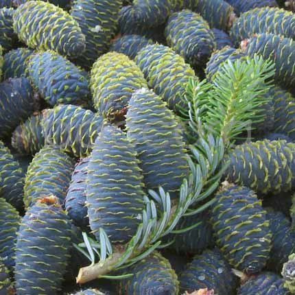 Flowers 4 You - doble 12x12cm Stein Are