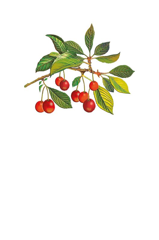 Editions Desastre ICONES