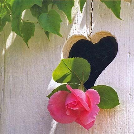 Nouvelle Images 16x16 cm 6-pakk