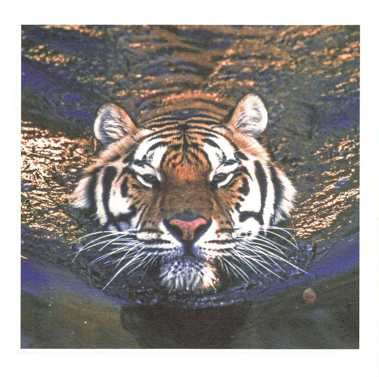 Lynn Tait 16x16 med konvolutt