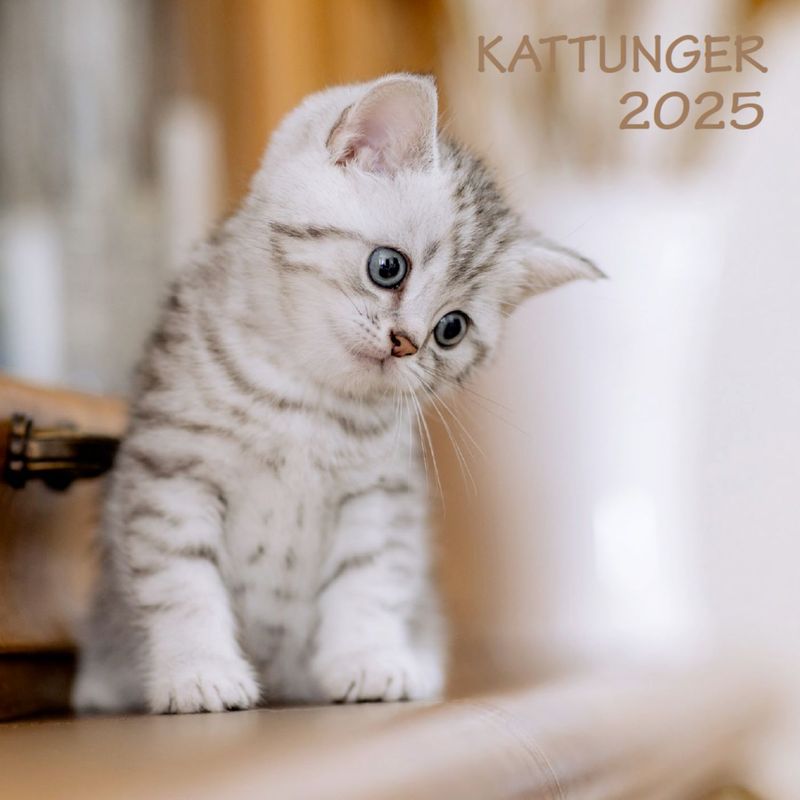 Vegg Kalender 18x18 Kattunger 2025