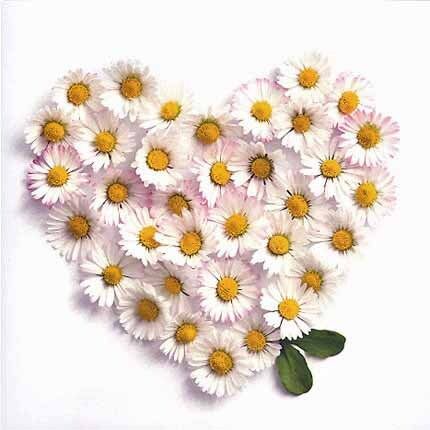 Nouvelle Images 16x16 cm 6-pakk