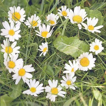 Nouvelle Images 16x16 cm 6-pakk