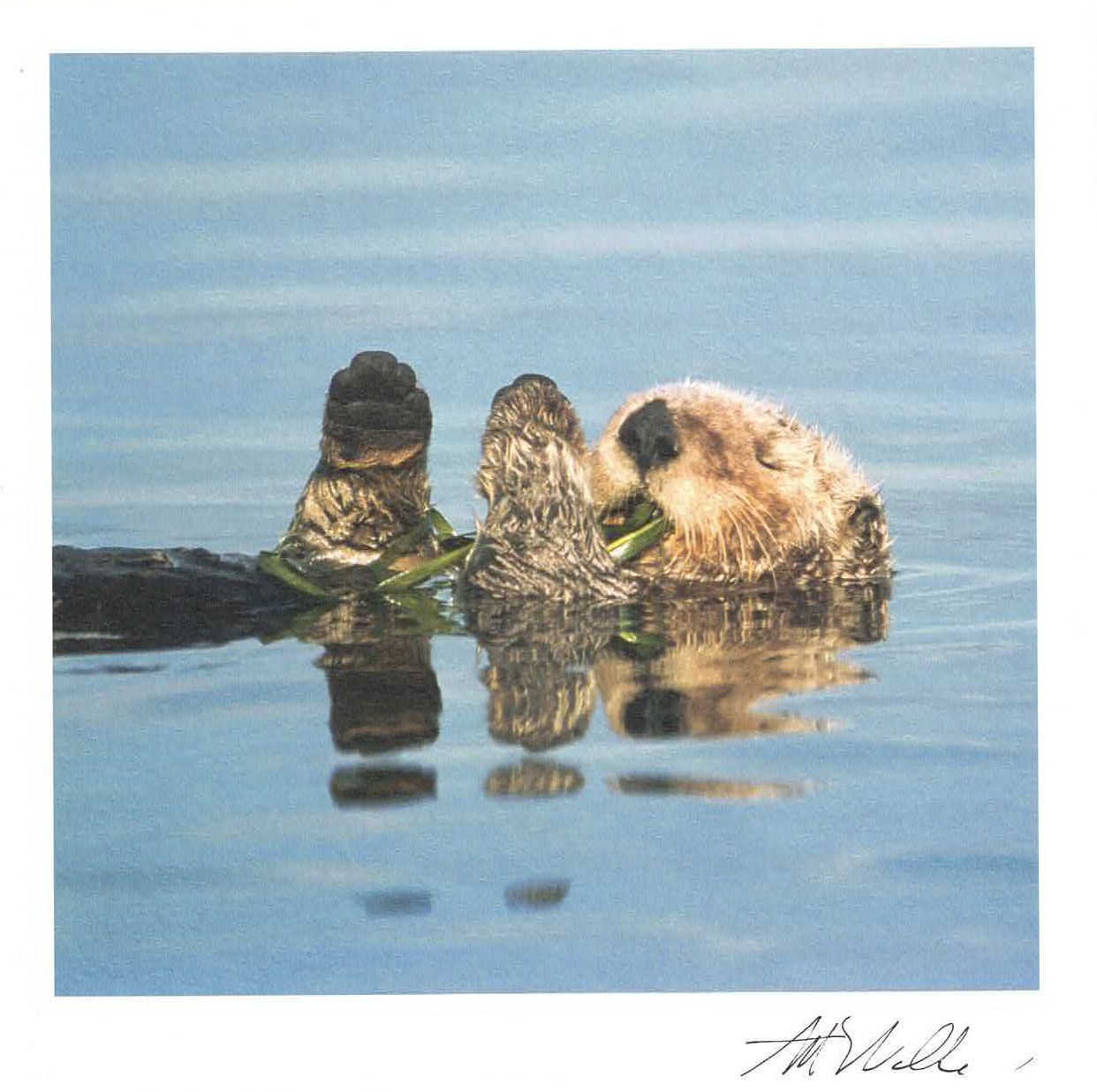 Lynn Tait 16x16 med konvolutt