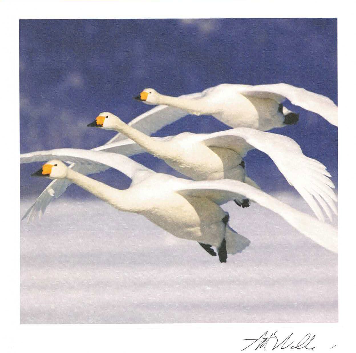 Lynn Tait 16x16 med konvolutt