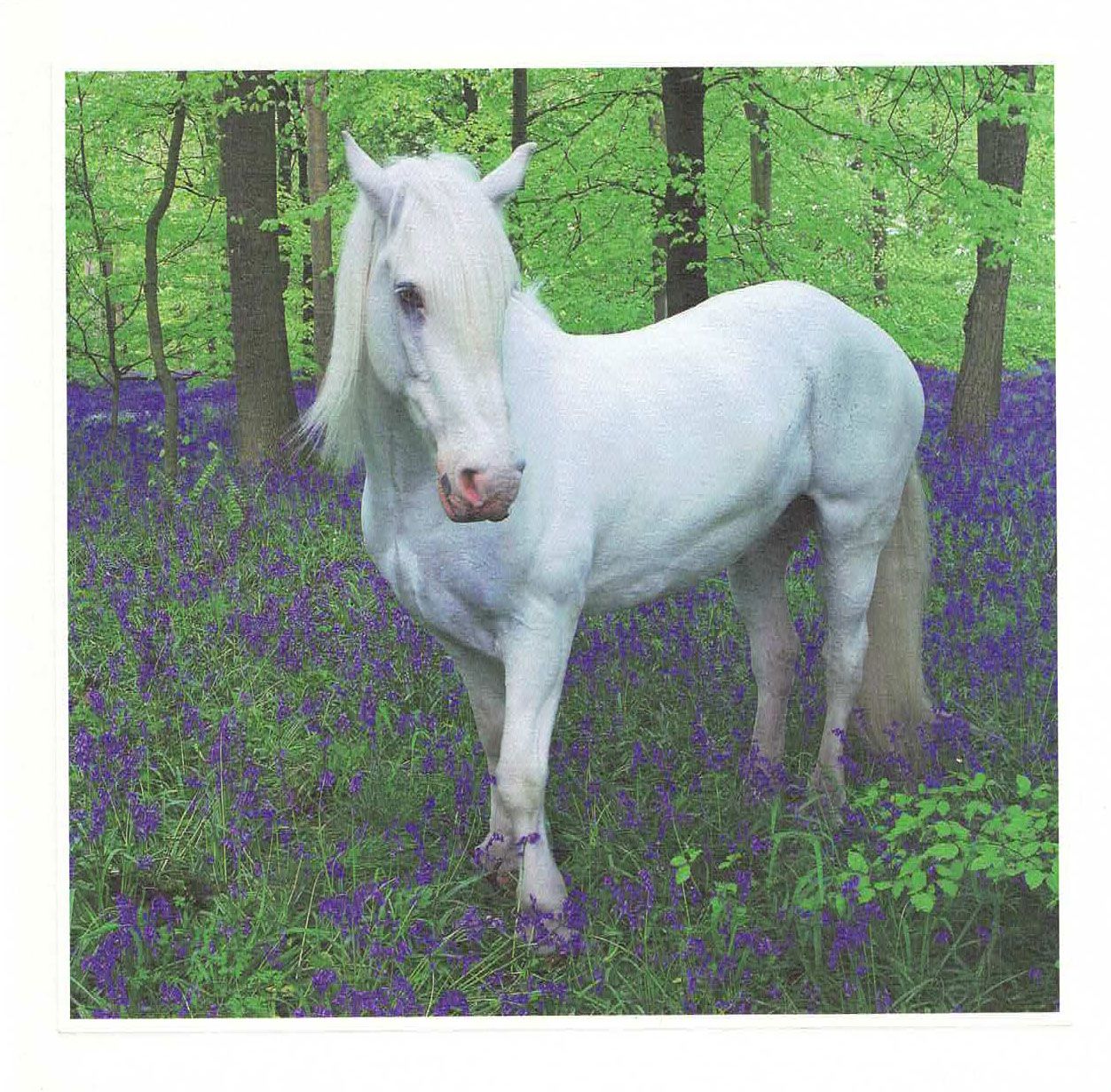 Lynn Tait 16x16 med konvolutt