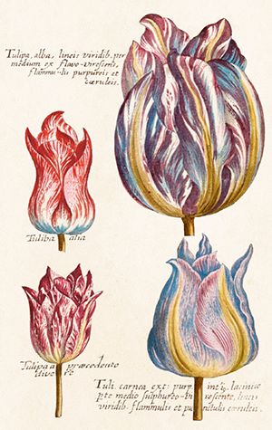 Sköna Ting minikort enkle 25-pakk