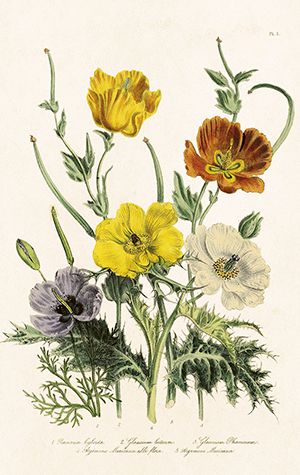 Sköna Ting minikort enkle 25-pakk