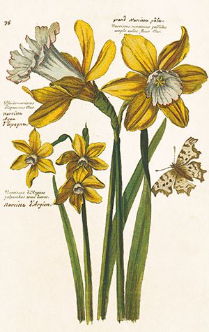 Sköna Ting minikort enkle 25-pakk