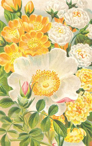 Sköna Ting minikort enkle 25-pakk