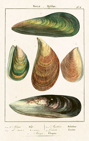 Sköna Ting minikort enkle 25-pakk