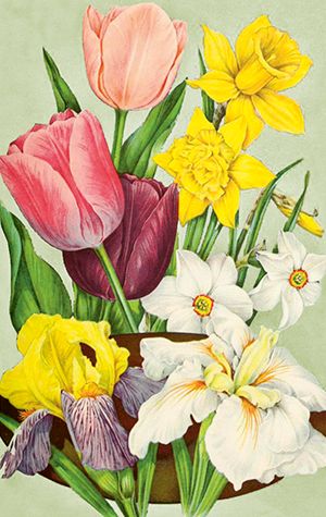 Sköna Ting minikort enkle 25-pakk