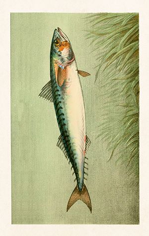 Sköna Ting minikort enkle 25-pakk