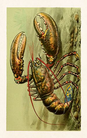 Sköna Ting minikort enkle 25-pakk