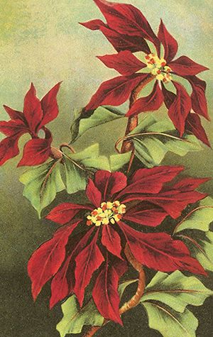 Sköna Ting minikort enkle 25-pakk