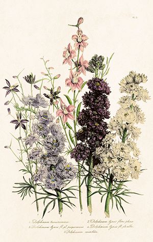 Sköna Ting minikort enkle 25-pakk