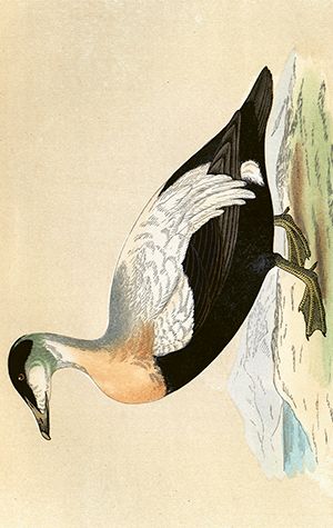 Sköna Ting minikort enkle 25-pakk