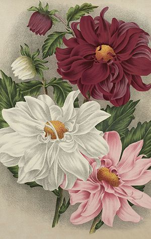 Sköna Ting minikort enkle 25-pakk