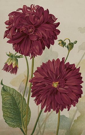 Sköna Ting minikort enkle 25-pakk