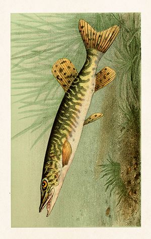 Sköna Ting minikort enkle 25-pakk