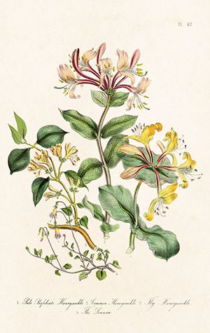 Sköna Ting minikort enkle 25-pakk