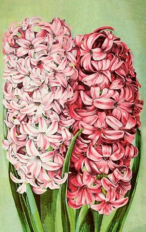 Sköna Ting minikort enkle 25-pakk