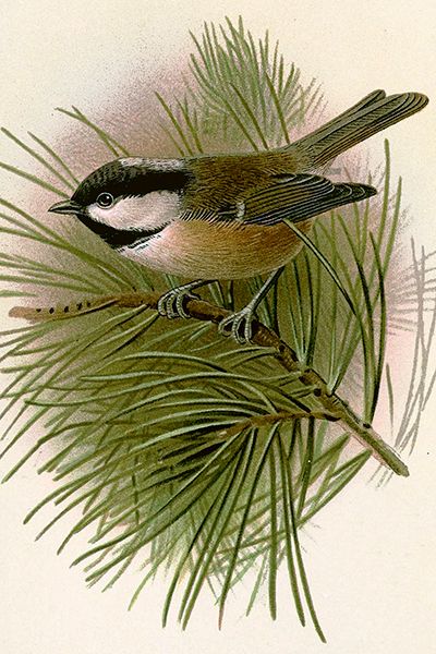 Sköna Ting enkle kort 25-pakk