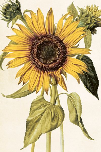 Sköna Ting enkle kort 25-pakk